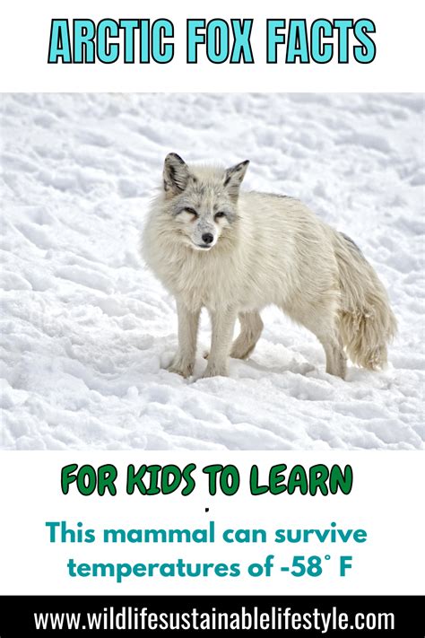 Facts About The Arctic Fox Arctic Fox Facts Fox Facts For Kids