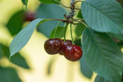 Ripe Red Cherries On The Branch Stock Photo Image Of Berry Sunlight