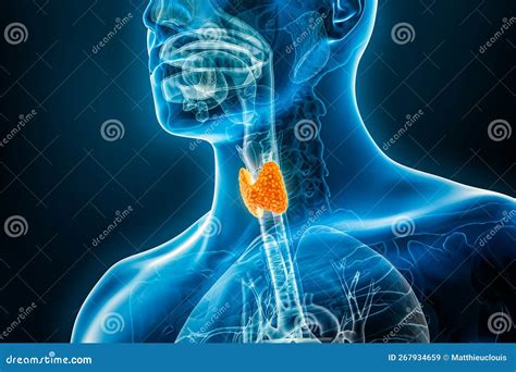 Xray Thyroid Gland Organ 3d Rendering Illustration With Male Body