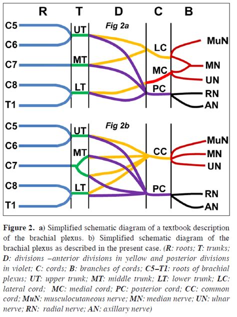 You can use it as a flowchart maker, network diagram software, to create uml online, as an er diagram tool, to design database schema, to build bpmn online, as a circuit diagram maker, and more. Replacement of the medial and lateral cords of the ...