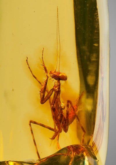 Praying Mantis In Amber Hymenaea Protera Oligoce Tumbex