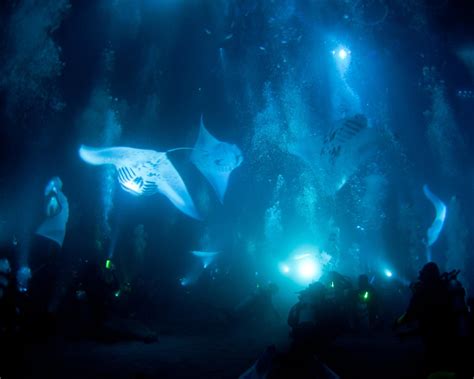 Manta Ray Night Dive At Garden Eel Cove United States By