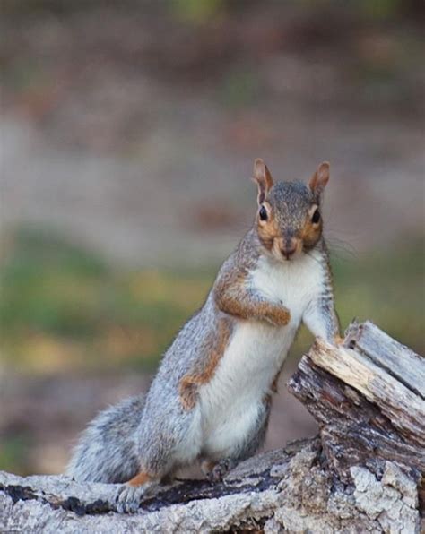 147 Best Images About Chipmunkssquirrels On Pinterest