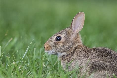 Rabbit Bunny Animal Cottontail Free Photo On Pixabay