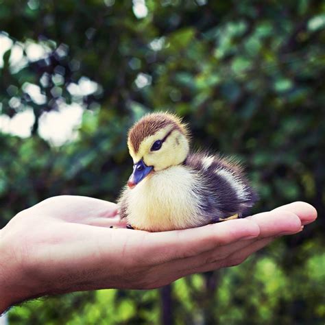 100 Duck Names Ideas For Quirky And Adorable Ducks Pet Keen