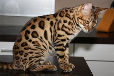 Domestic cat, young brown blotch bengal juvenile running profile. chatons bengal a vendre, KAWALIK BENGAL