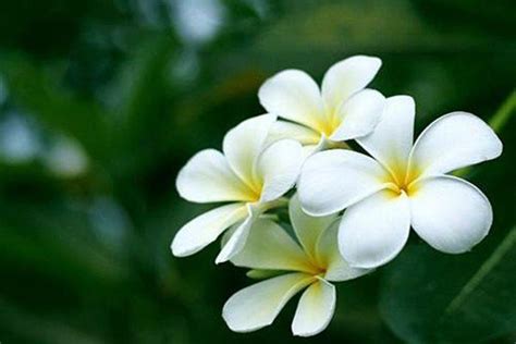 10 Loài Hoa đẹp Nhất Thế Giới Loài Thứ 6 ở Việt Nam Mọc đầy Nhà Nào