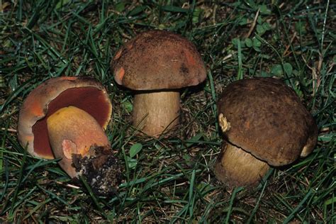 Boletus Subvelutipes Red Mouth Bolete The Bolete Filter