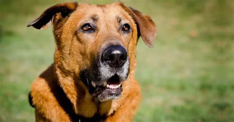 German Shepherd Bloodhound Mix Everything You Need To Know