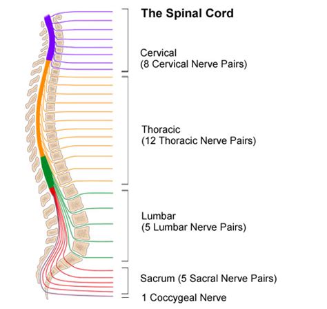 Anatomy Of The Spinal Cord Stanford Medicine Childrens Health