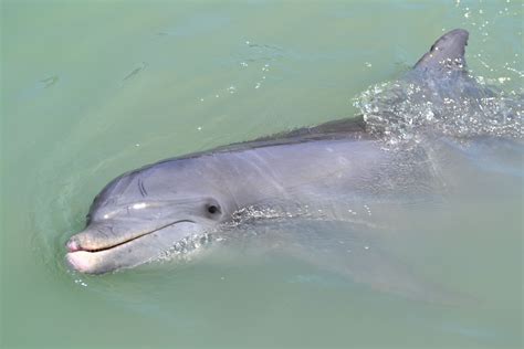 Dolphin Watching In Sarasota Fl Sarasota Florida Sea Resort Sarasota
