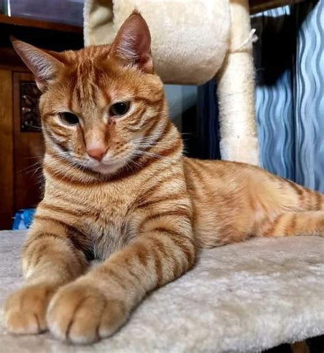 180 Orange Tabby Cat Names The Paws Orange Tabby Cats Tabby Cat