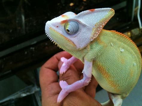 Translucent Veiled Chameleon For Sale Baby Pied Veiled Chameleons
