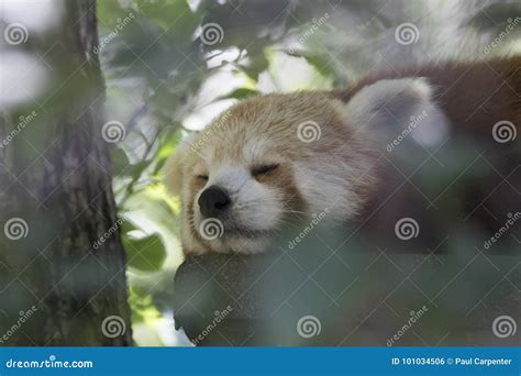 Ailurus Fulgens Red Panda Bear Posing Full Face Stock Photo Image Of