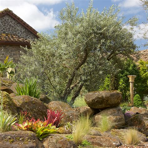 How To Grow And Care For Olive Trees Garden Design