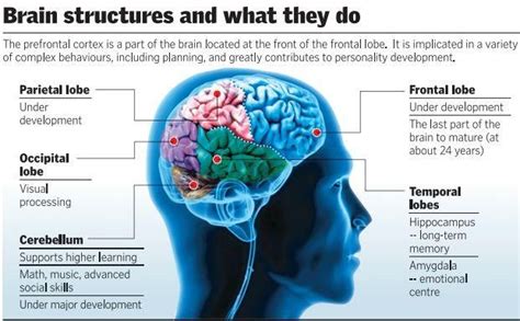 Brain Structures And What They Do Neuroscience Brain Structure
