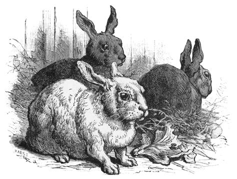 Antique Graphics Wednesday 1898 Bunny Rabbit Illustration Knick Of Time