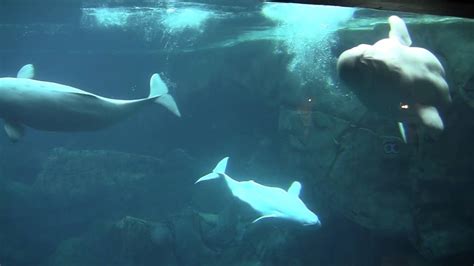 Beluga Whales At The Georgia Aquarium Youtube
