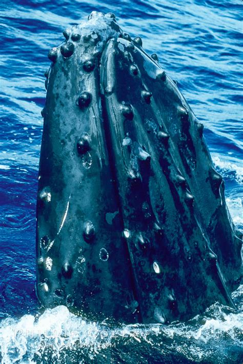 Humpback Whale Megaptera Novaeangliae Maui Hawaii 04323