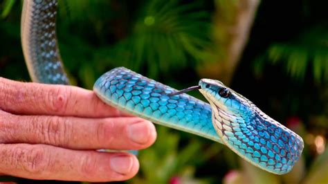 Cairns Snake Catcher Blue Python Captured At Gordonvale Home The