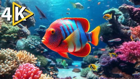 Beautiful Marine World 4k Ultra Hd 🐠 Medicinal Fish And Beautiful