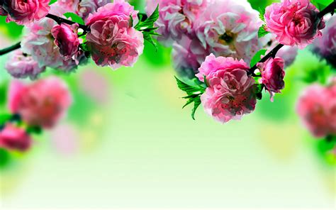 Spring Flowers 1366x768 Wallpapers Wallpaper Cave