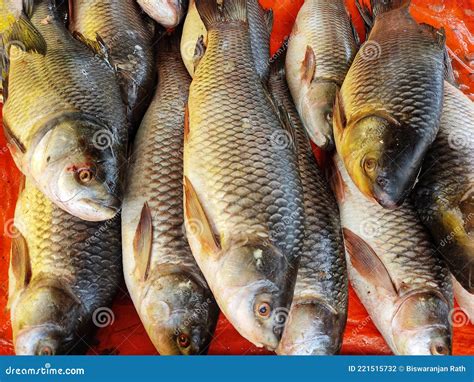 Rohu Carp Fish Arranged In Fish Market For Sale In Indian Fish Market