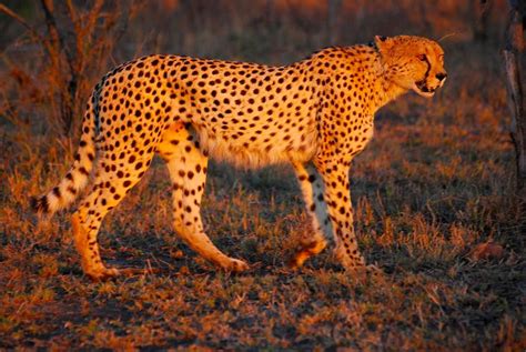 Southeast African Cheetah Acinonyx Jubatus Jubatus Cheetah