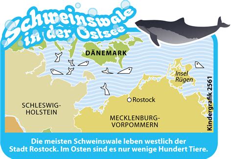 Harbour porpoise, puffin pigs, puffers oder common porpoise, bilden mit kegelrobben (halichoerus grypus) und seehunden. Den Schweinswalen in der Ostsee auf der Spur | Duda.news