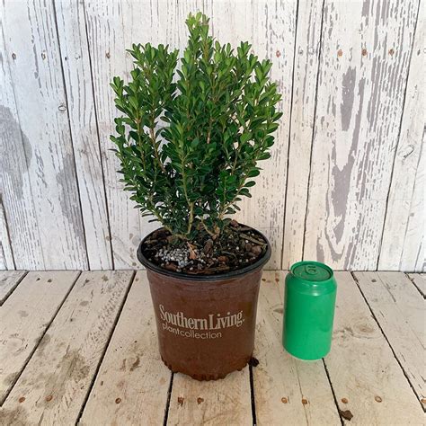 Southern Living Plant Collection 25 Qt Boxwood Baby Gem Live Shrub