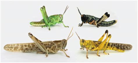 Solitarious And Gregarious Locusts Differ In Their External Morphology