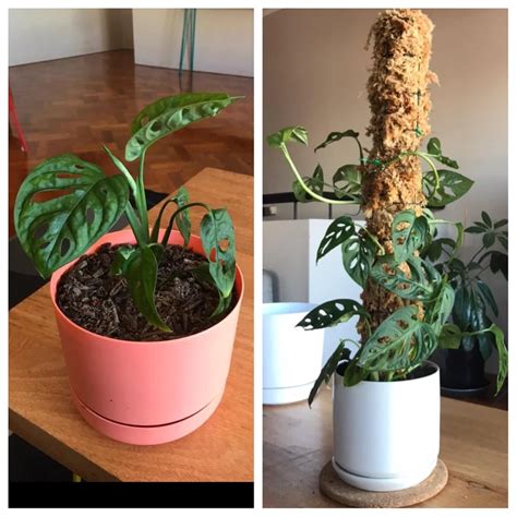 Sometimes called monkey mask plant, monstera adansonii is a beautiful tropical. My monstera adansonii six months ago vs now! : plants ...