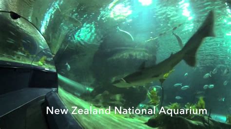 New Zealand National Aquarium Napier Youtube