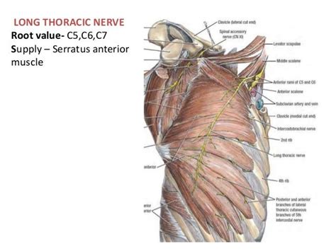 Brachial Plexus Applied Anatomy