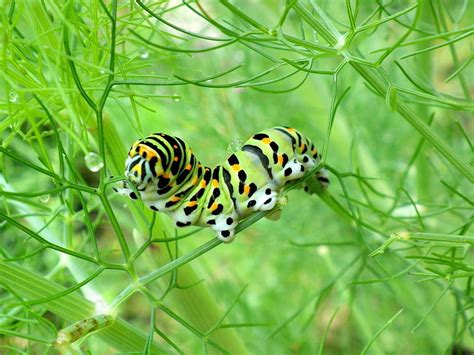Monarch Butterfly Caterpillar Caterpillar Green A Blade Of Grass Hd