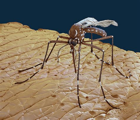 Yellow Fever Mosquitoes Aedes Aegypti Biogents Usa