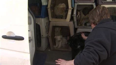 Puppy mills breed the moms until their bodies can no longer produce a profitable litter. Dogs and puppies arrive in Arizona for medical care after ...