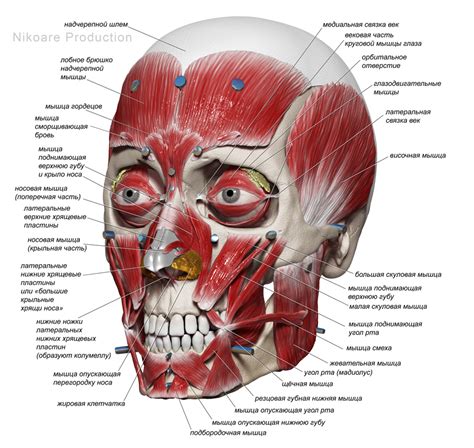 Anatomy Of The Head And A Concept Sketch Of Cinematic Character Zbrush