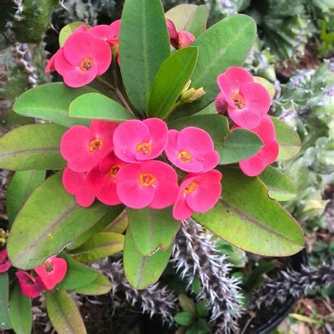 Euphorbia milii - Miniature Variety, Crown Of Thorns - Miniature Variety - uploaded by @Jason