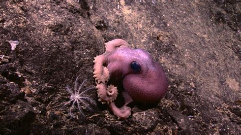 Scientists Discover Amazing Creatures In Indonesian Sea ~ Weird And