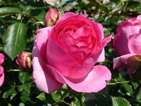Pink Eden Rose Kletterrose Rosarium Lottum