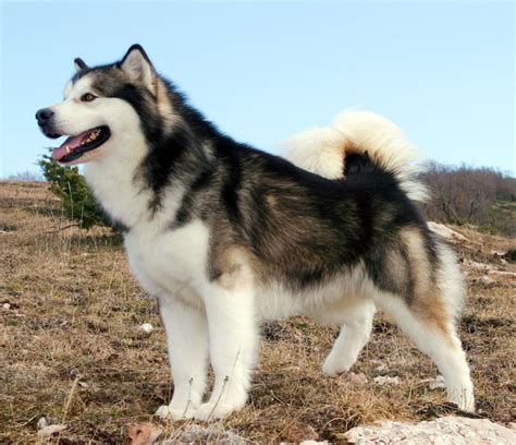 The alaskan malamute will need lots of attention and activities to keep it busy, healthy and out of trouble. Alaskan Malamute - Pet O Pets