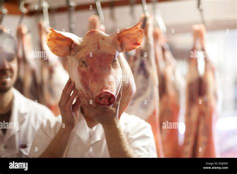 Carnicero La Celebración De Cabeza De Cerdo En La Parte Delantera De La