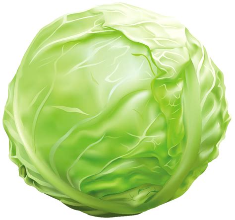 Download High Quality Lettuce Clipart Cabbage Transparent Png Images
