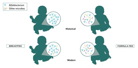 El Microbioma Intestinal De Los Bebés Y Los Probióticos Que Funcionan