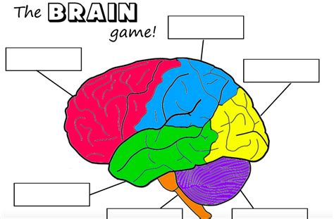 Human Brain Diagram Labeled Unlabled And Blank Artofit
