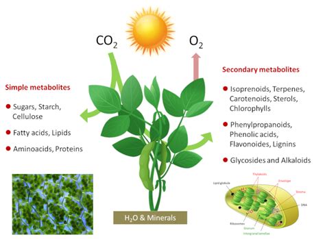Photosynthesis Carbon Reaction