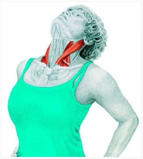 Stretch Neck And Throat Упражнения Позы йоги Тренировки мышц живота