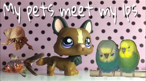 My Pets Meet My Lps Youtube