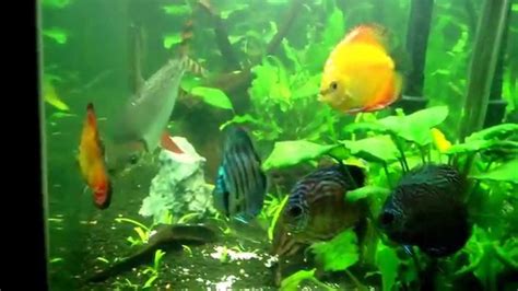 Species Care Discus Fish Youtube